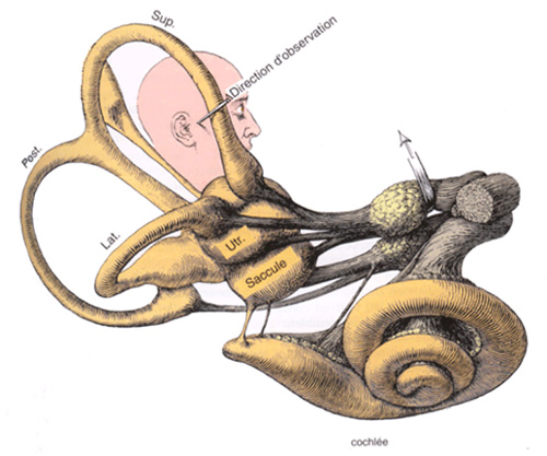 Canal semi circulaire supérieur