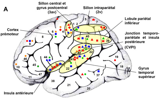 Cortex vestibulaire