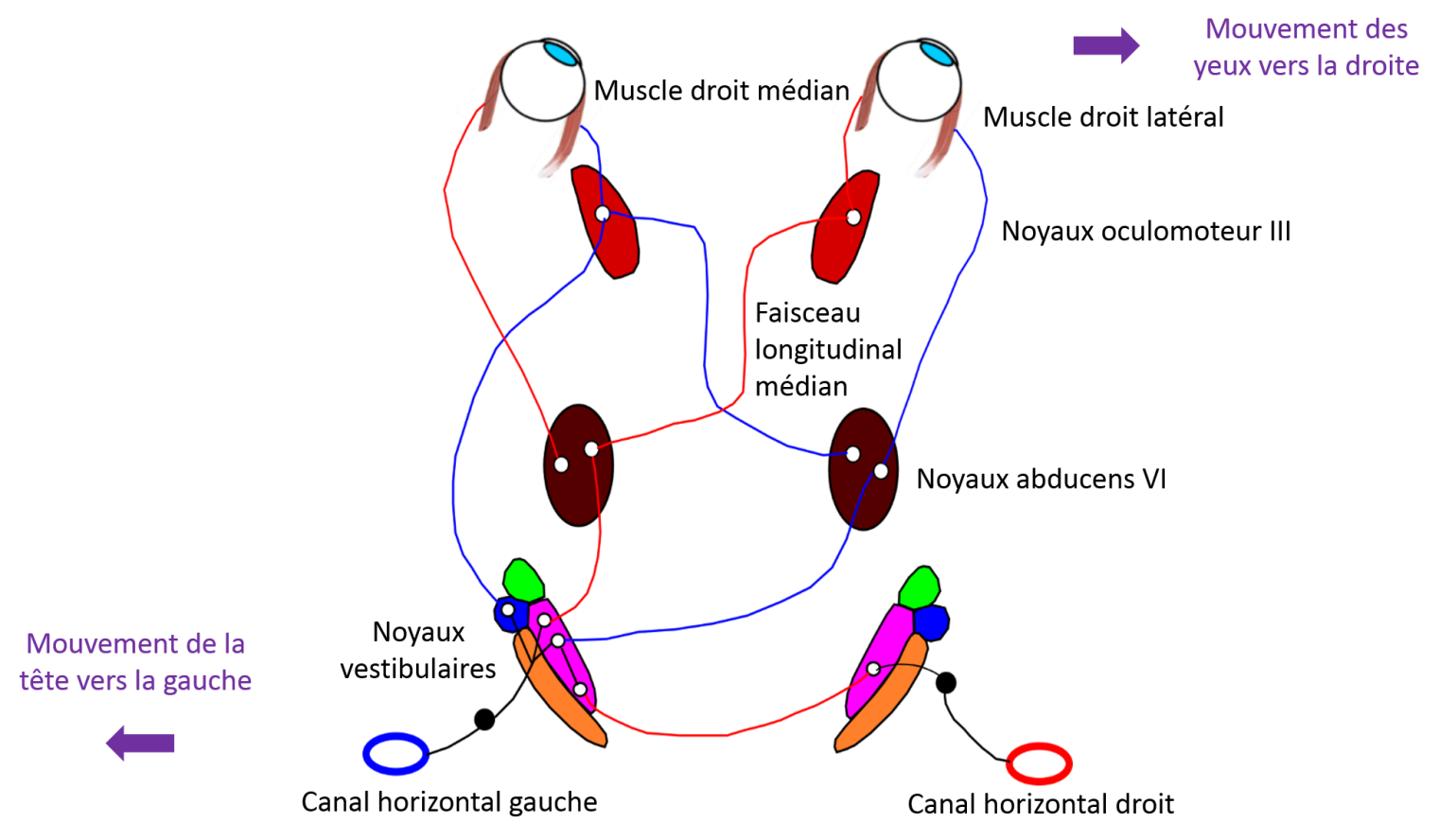 Les noyaux oculomoteurs