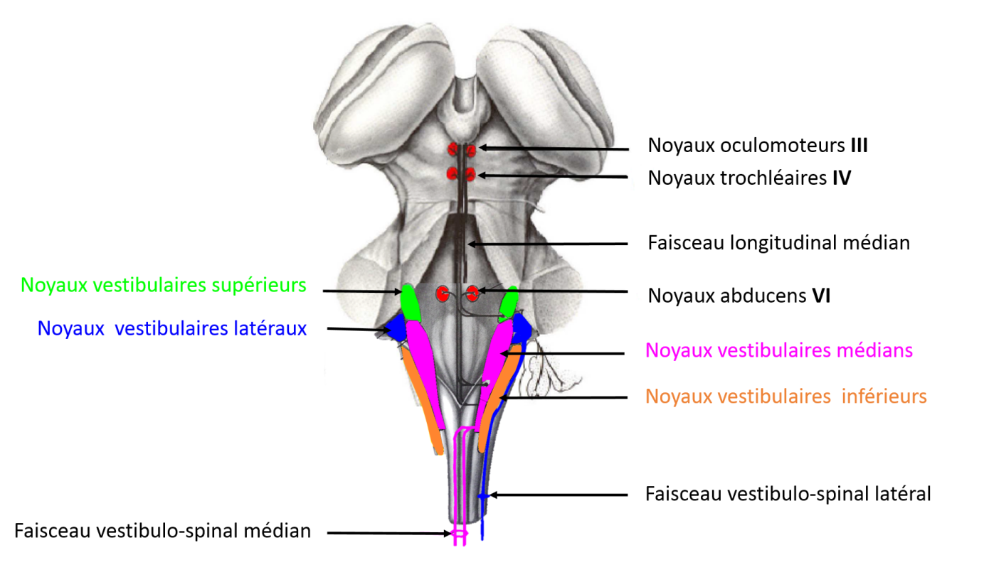 Les noyaux vestibulaires