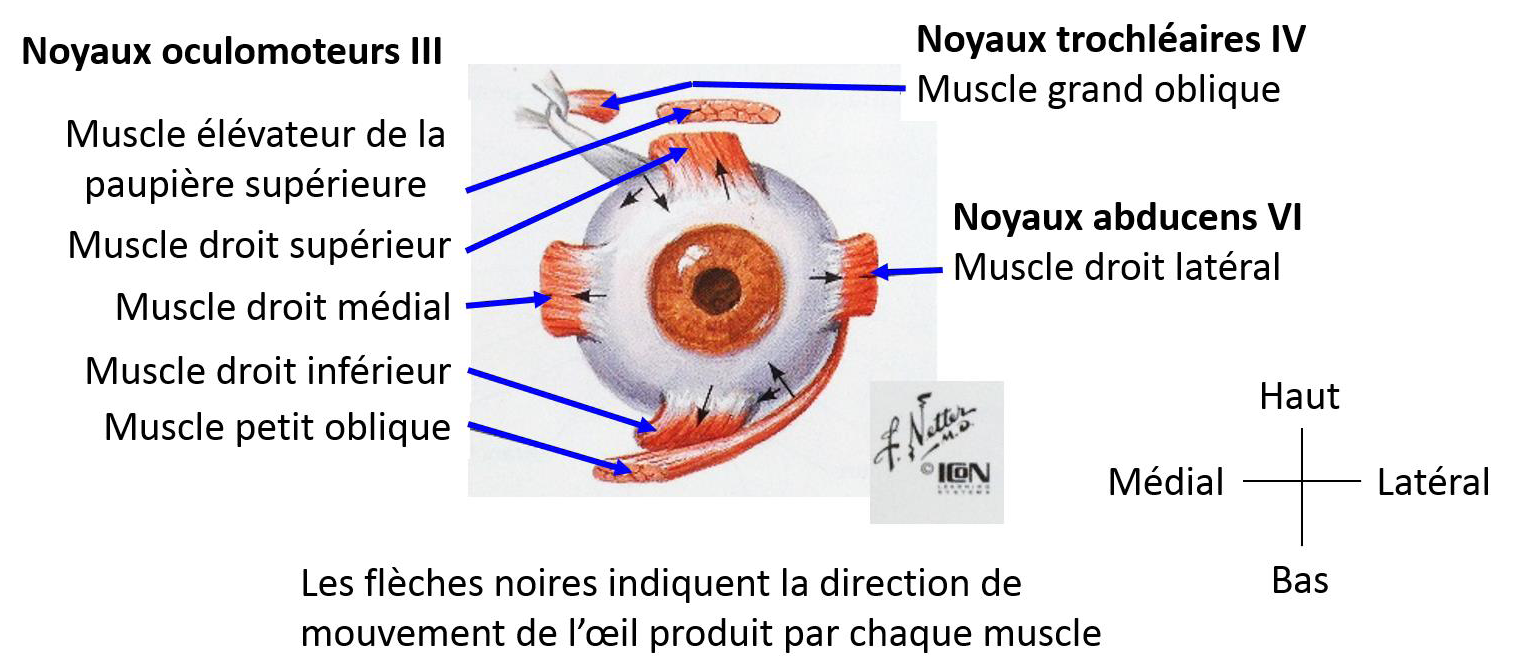 Noyaux oculomoteurs