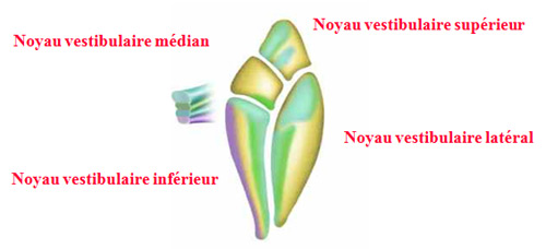 Noyaux vestibulaires