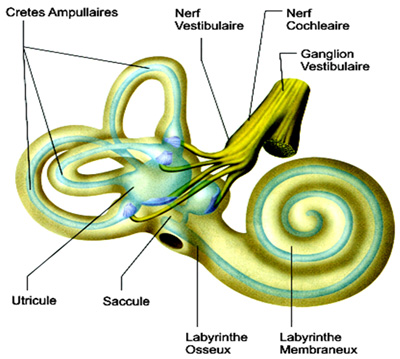 Schéma de l'anatomie de l'oreille interne