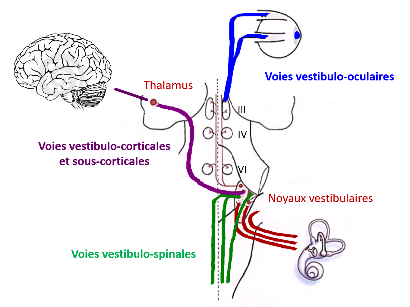 Trois voies de projection des neurones vestibulaires 