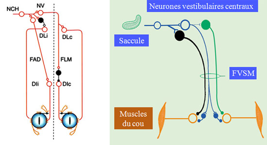Voies vestibulo-oculaire et voies vestibulospinales